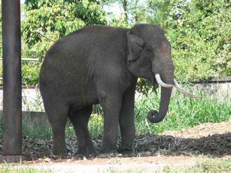 Woodland Park Elephants Focus Of Seattle Task Force Kuow News And