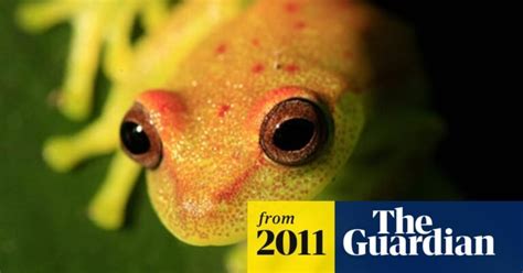 Why Amphibians Are More Vulnerable To Extinction Amphipedia