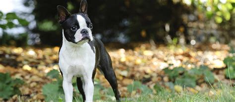 Dog breeders and puppies for sale in oregon. Boston Terrier Puppies For Sale | Greenfield Puppies