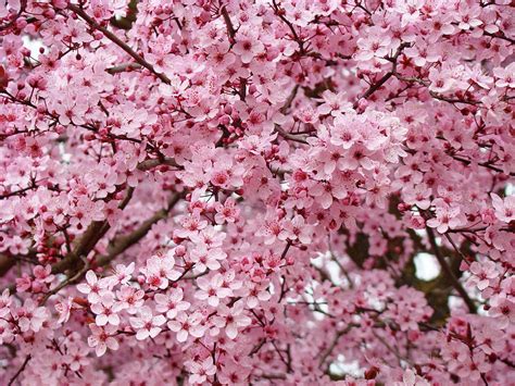 Spring Trees Pink Flower Blossoms Baslee Troutman