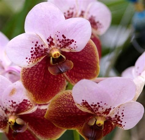 How To Grow Vanda Orchids Vanda Orchid Care Guna Orchids