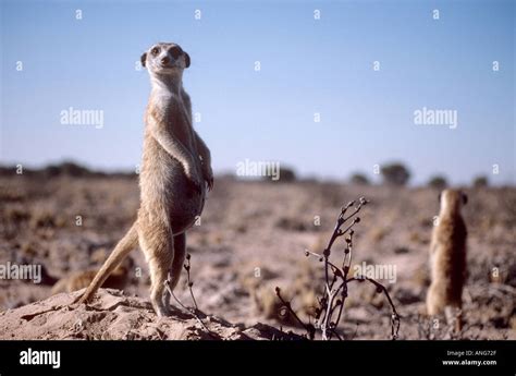 Pregnant Meerkat Standing Kalahari Desert South Africa Stock Photo Alamy
