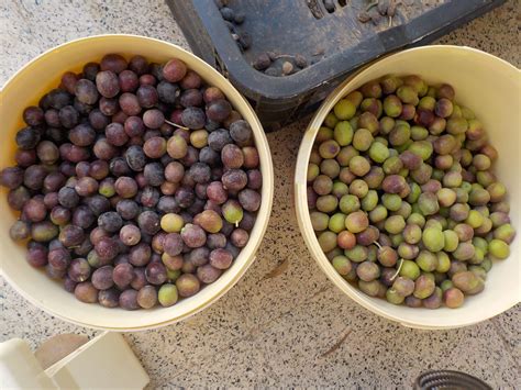 Comment Faire Pour Rendre Les Olives Comestibles - Comment Faire La Saumure Pour Les Olives Noires