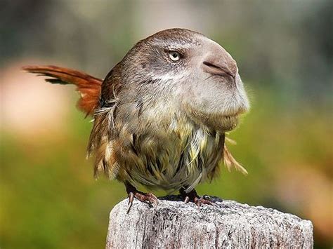 20 Best Photoshopped Birds Images On Pinterest Strange Animals
