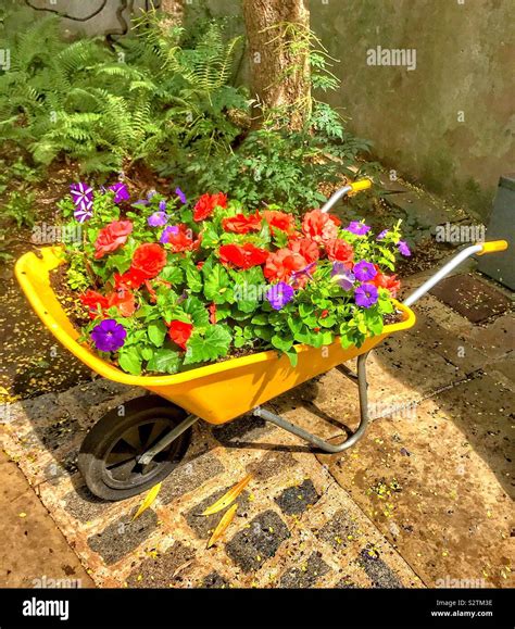 Wheelbarrow With Colourful Flowers Hi Res Stock Photography And Images
