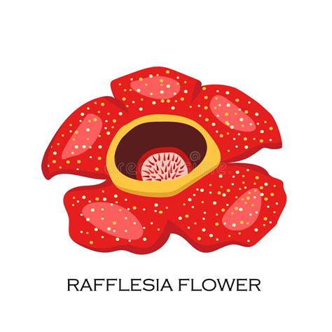 Rafflesia Stock Illustrations 55 In 2020 Illustration Stock