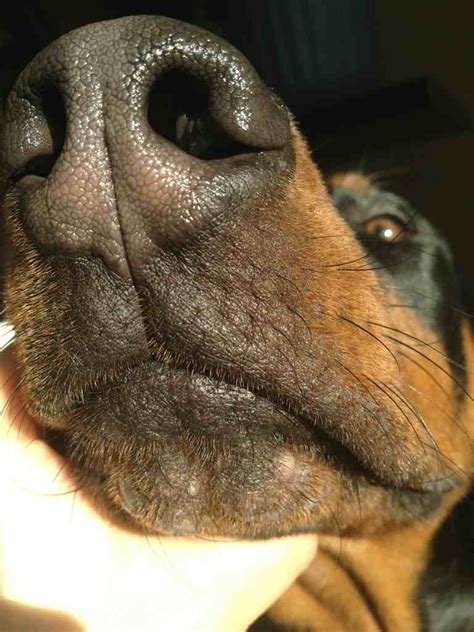Doberman Forum Doberman Breed Dog Forums Bleeding And Bumpy Chin
