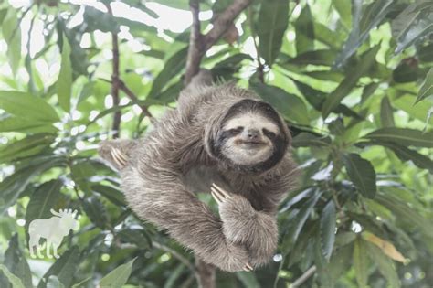 Why Are Sloths So Slow Can They Ever Move Fast — Forest Wildlife
