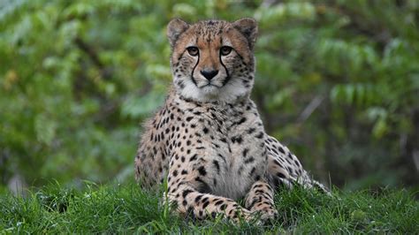 Photos Cheetah Laying Paws Grass Glance Animal