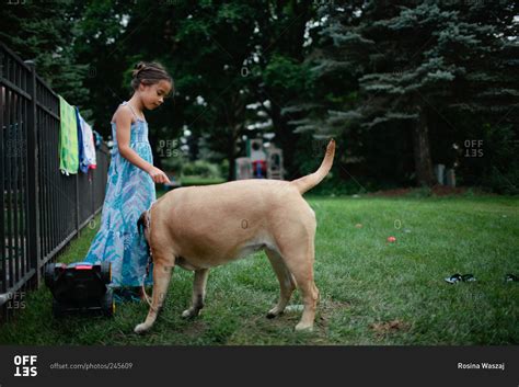 Dog Sniffing Little Girls Dress In Yard Stock Photo Offset