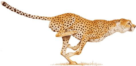 Cheetah Png