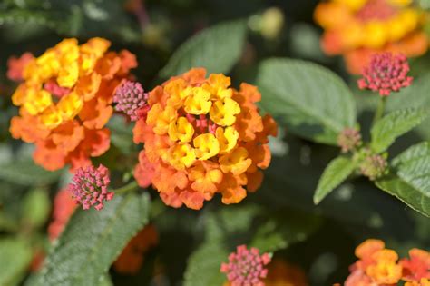 20 Heat Tolerant Plants Thatll Thrive In Your Yard This Summer Fall