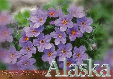 Projek Satu Dunia One World Project Usa Alaska State Flower