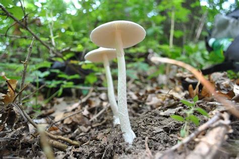 17 Best Images About Mushrooms Of Missouri On Pinterest Indigo Devil
