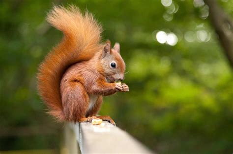 Red Squirrel Wallpapers Wallpaper Cave