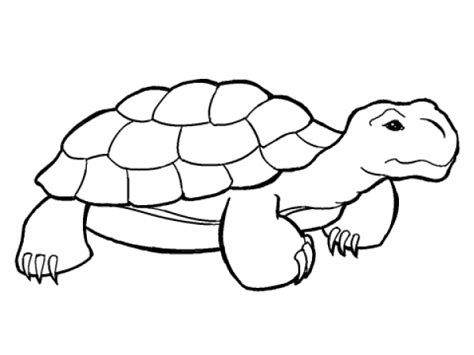 Tortoise Clipart Outline And Other Clipart Images On Cliparts Pub