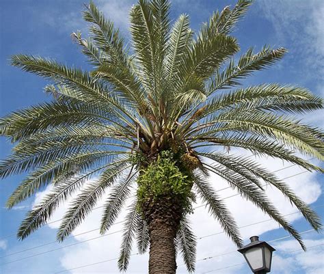 Growing Palm Trees In North Carolina