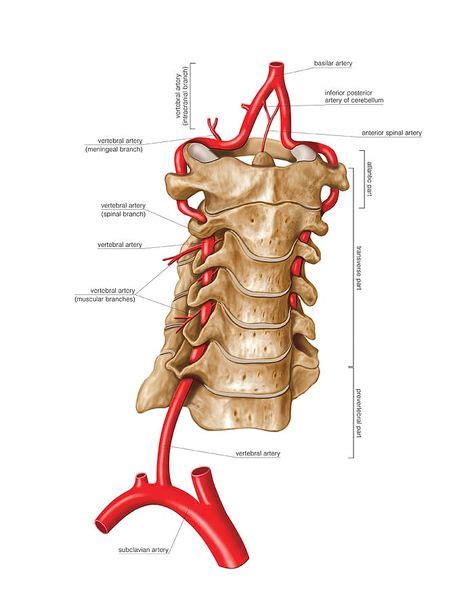 ideas de ARTERIA VERTEBRAL en arteria vertebral anatomía
