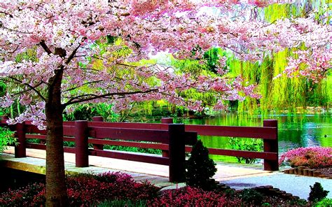 Download Pink Flower Spring Walkway Fence Pond Flower Blossom Tree