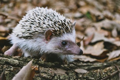10 Animals With Spikes Online Field Guide