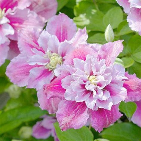 Fresh Seeds 25 Double Pink Whit Clematis Seeds Bloom Climbing Perennial