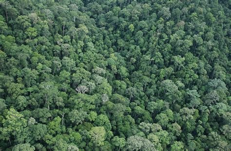 The amazon rainforest is the world's biggest rainforest (you can find out just how big further down the page). Expedition Earth: Factors affecting distribution and ...