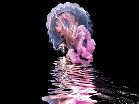 8th Annual Ocean Art Underwater Photo Contest Winners Announced