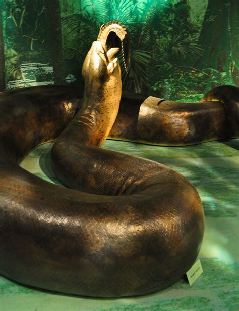 Titanoboa is an extinct snake which lived approximately 60 million years ago during the paleogene if you look closely at titanoboa pictures, then you can clearly see just how huge this snake really was. Titanoboa | National Museum of Natural History | A ...