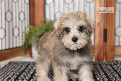 Hannah Schnoodle Puppy For Sale Near Ft Myers Sw Florida Florida