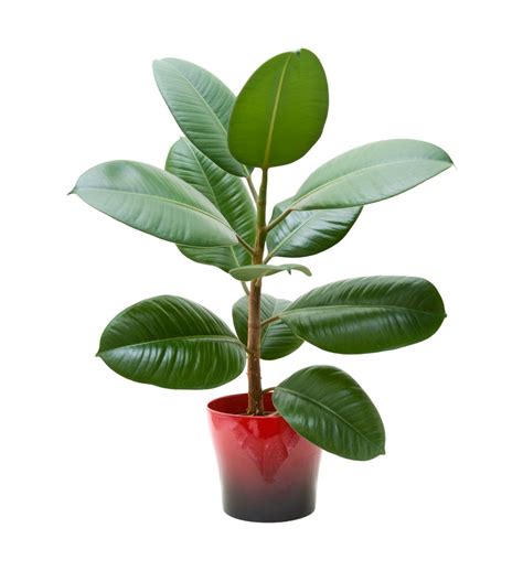 Repotting A Rubber Plant: Learn When And How To Repot Rubber Tree Plants