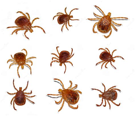 Lone Star Tick Insect Stock Photo Image Of Male Ticks 21818240
