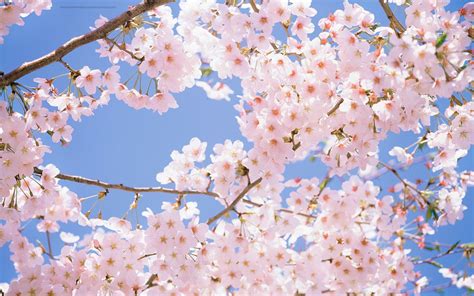 Beautiful Wallpapers For Desktop Cherry Blossom Wallpapers Hd
