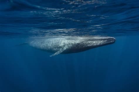 10 Amazing Facts About Blue Whales Worldatlas