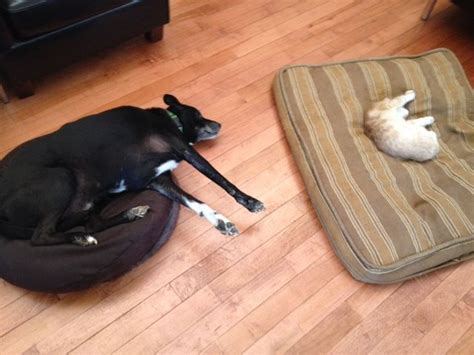 25 Helpless Dogs That Had Their Bed Stolen By The Cat Funny Dog Beds
