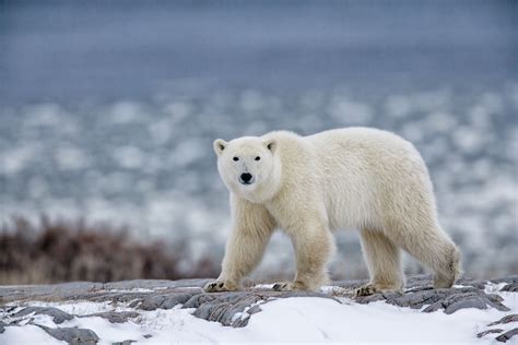 Breezy Explainer Polar Bears In Western Hudson Bay Are Dying Heres Why