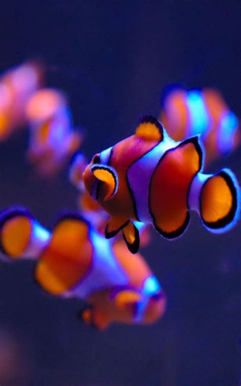Download Clown Fishes Hd Mobile Wallpaper Iphone Fish Wallpaper Live