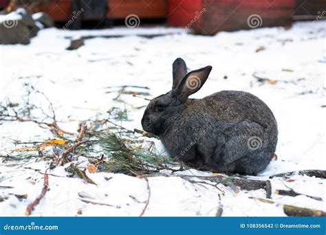Long Eared Rabbit In The Altai Mountains Stock Photo Image Of White