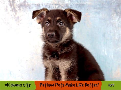 German Shepherd Dog Male Sable 4020148 Petland Oklahoma City And Tulsa