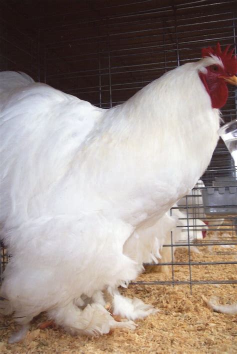 white cochin standard chicks for sale cackle hatchery®
