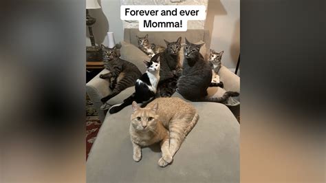 Man Becomes A Cat Dad Of 8 After Taking In Stray Pregnant Cat