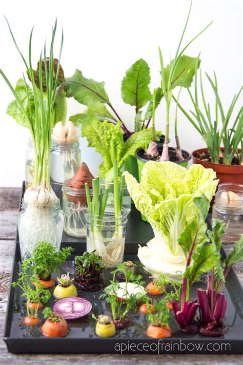Plants in the home improve air quality by soaking up volatile organic compounds, a type of indoor pollutant. 12 Best Veggies & Herbs to Regrow from Kitchen Scraps ...