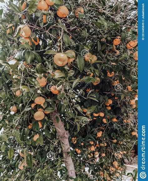 Tangerines Grow On The Branches A Tangerine Tree Dotted With Ripe