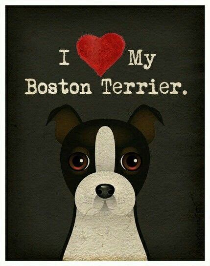 Le Terrier Boston Terrier Lover Boston Terriers I Love Dogs Puppy