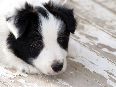 Border Collie Puppies Photos Breed Information Training