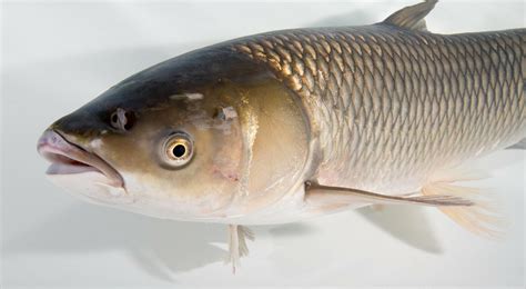invasive asian carp detected less than 3 miles from lake michigan flylords mag