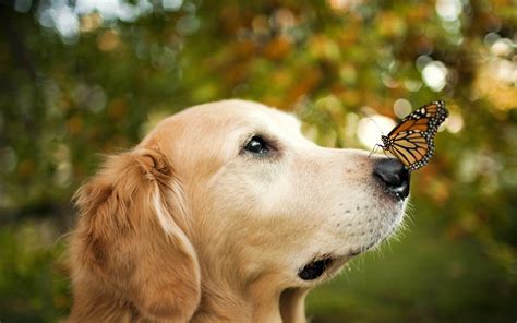 animals, Dog, Butterfly, Bokeh, Cute Wallpapers HD / Desktop and Mobile 