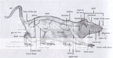 Rat Anatomy Drawing Photo By Lorizubie Photobucket