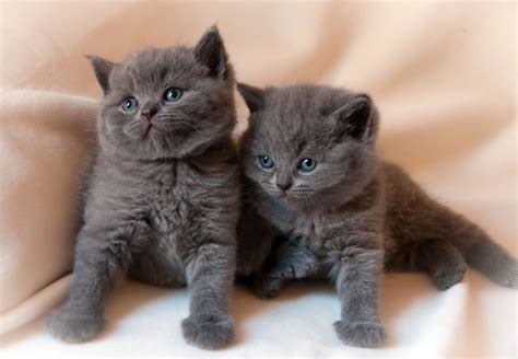 Kittens baby kitten cat wallpaper | 2048x1419 | 124794 | WallpaperUP