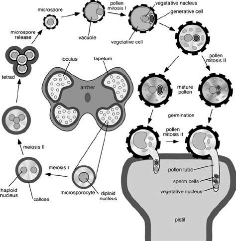 Morphological Stages Of Microsporogenesis And Microgametogenesis