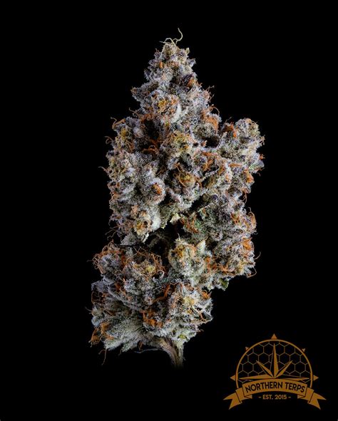 Northern Terps Animal Tsunami | Weedmaps